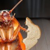 Urban Pest Management