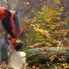 Townsville Tree Surgeons