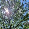 TouchWood Tree Services