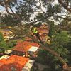 Quinn's Tree Care