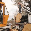 Sydney Tree Solutions