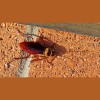 Gone Pest Control