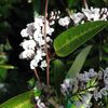 Flora & Fauna Garden Design