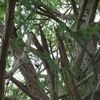 Able Tree Services
