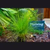 Thriving Horticulture