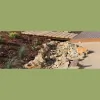 YellowGum Design