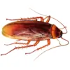 Queensland Pest Control