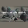 The Pigeon Man