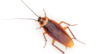 Cockroach Control