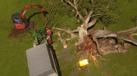 Tree Services